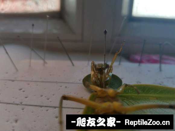 232842btprdwtpwukjxnu8.jpg