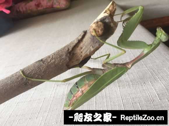 235146d4nf4rffz20iyau5.jpg