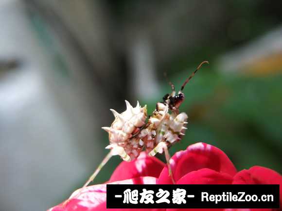 005144lhgabri800r9g9qg.jpg