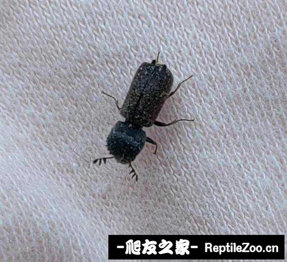 005947rkkpwaape2ymm7tt.jpg