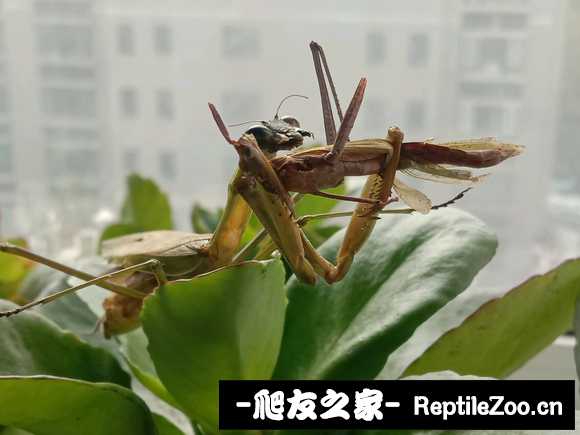 010102i9beqsqu9109sk66.jpg