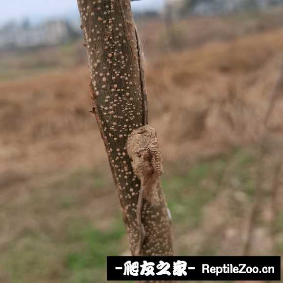 010358vx7uxppku5tp0myt.jpg